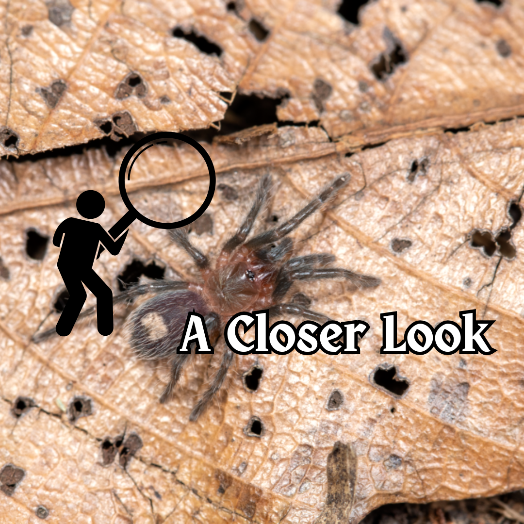 Thrixopelma vs. Lasiodorides, morphological differences