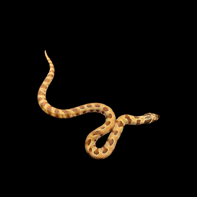 Heterodon nasicus (Hognose Snake) Extreme Red Anaconda Het. Albino