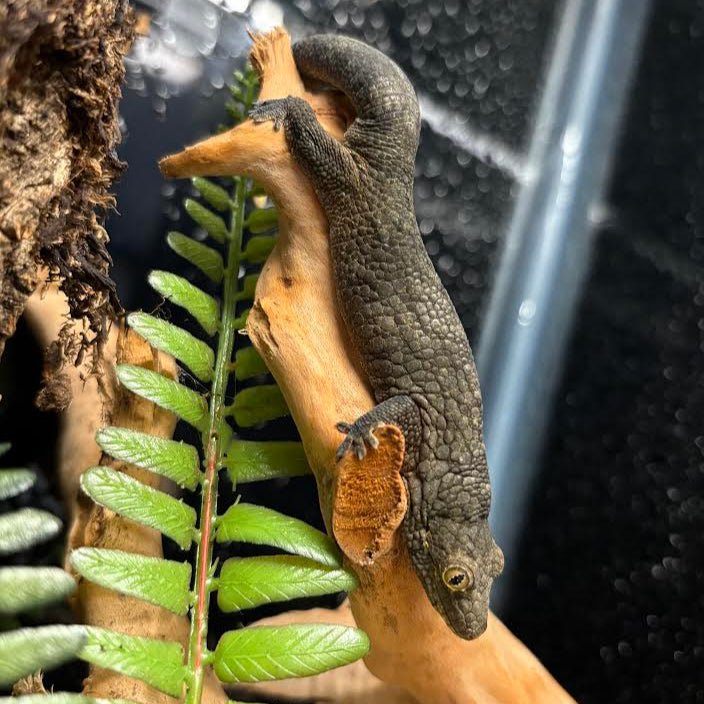 Eurydactylodes occidentalis (Chameleon Gecko) FEMALE #1