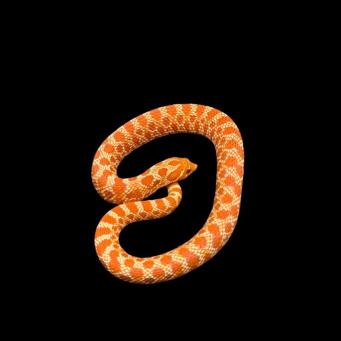 Heterodon nasicus (Hognose Snake) Extreme Red Albino Female