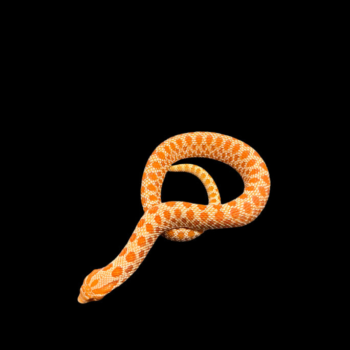 Heterodon nasicus (Hognose Snake) Extreme Red Albino - Male