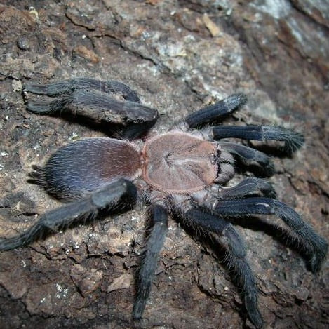 SPEND $150 GET Orphnaecus sp 'Marinduque Purple' 0.25" FREE