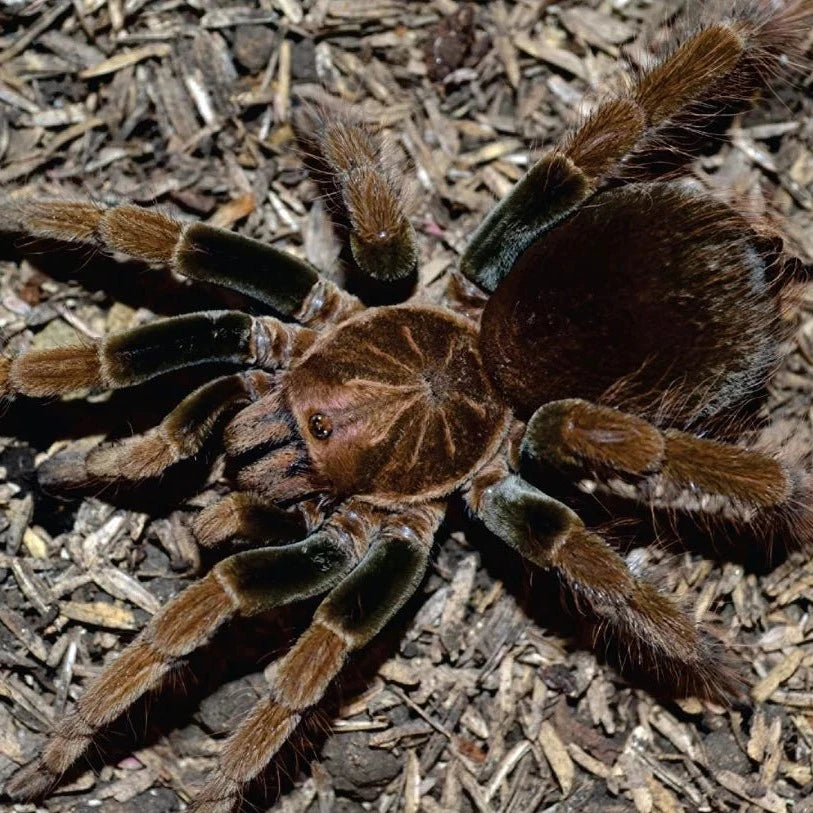 Pamphobeteus verdolaga (Medellin Green Femur Birdeater) 2" FEMALE | 4" FEMALE