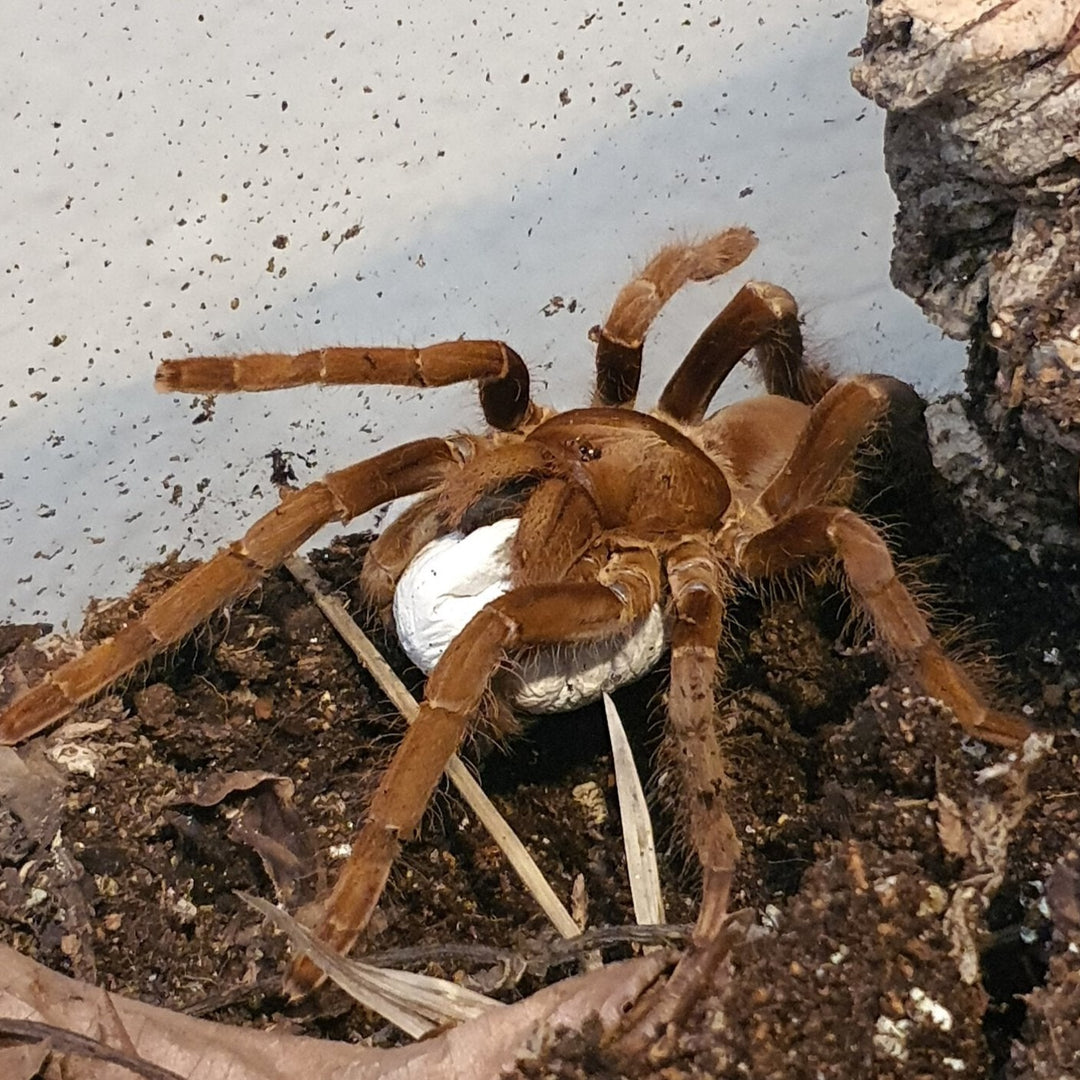 Hysterocrates sp 'Niger Delta' (Niger Delta Red Baboon) 0.5"