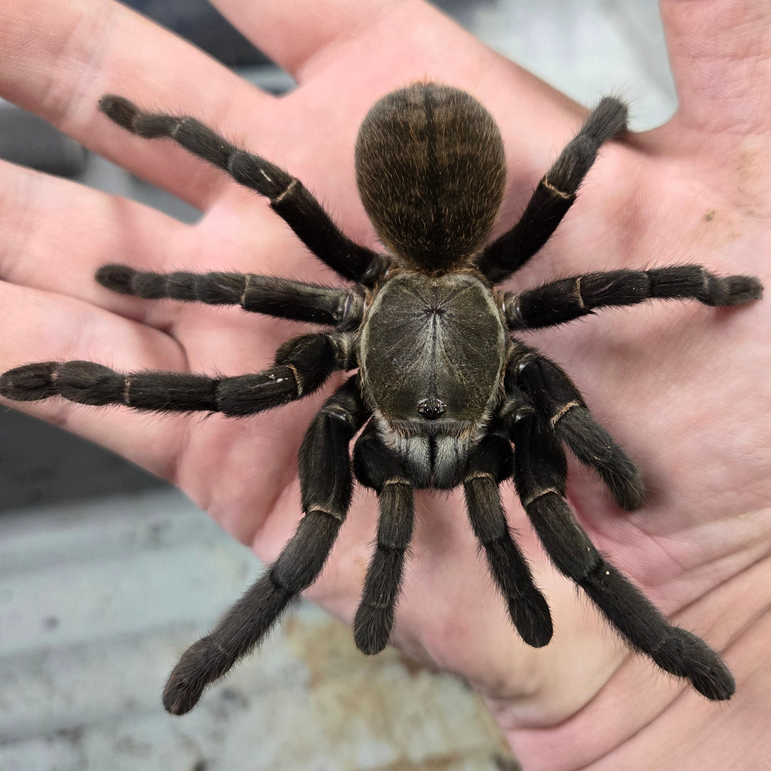 Cyriopagopus hainanus (Chinese Giant Earth Tiger) 0.75"