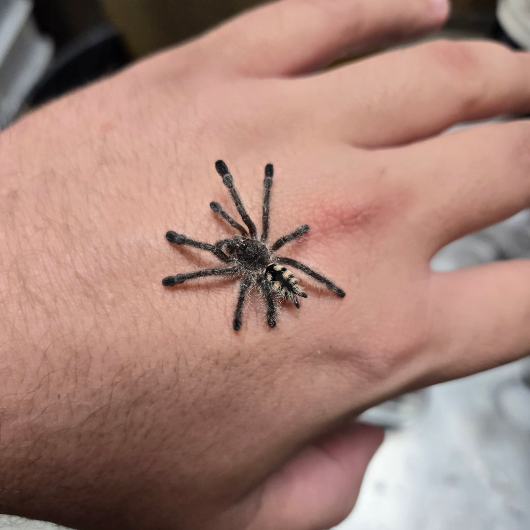 Avicularia purpurea (Purple Pink Toe) 0.5"