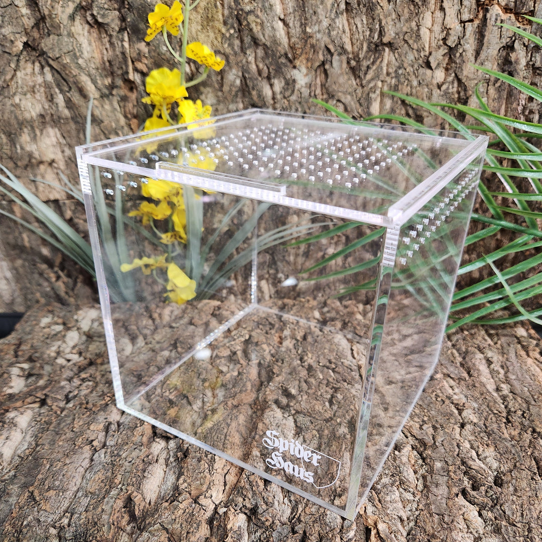Spider Haus 6x6" Cube
