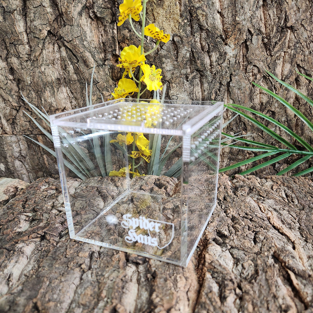 Spider Haus 4x4" Cube