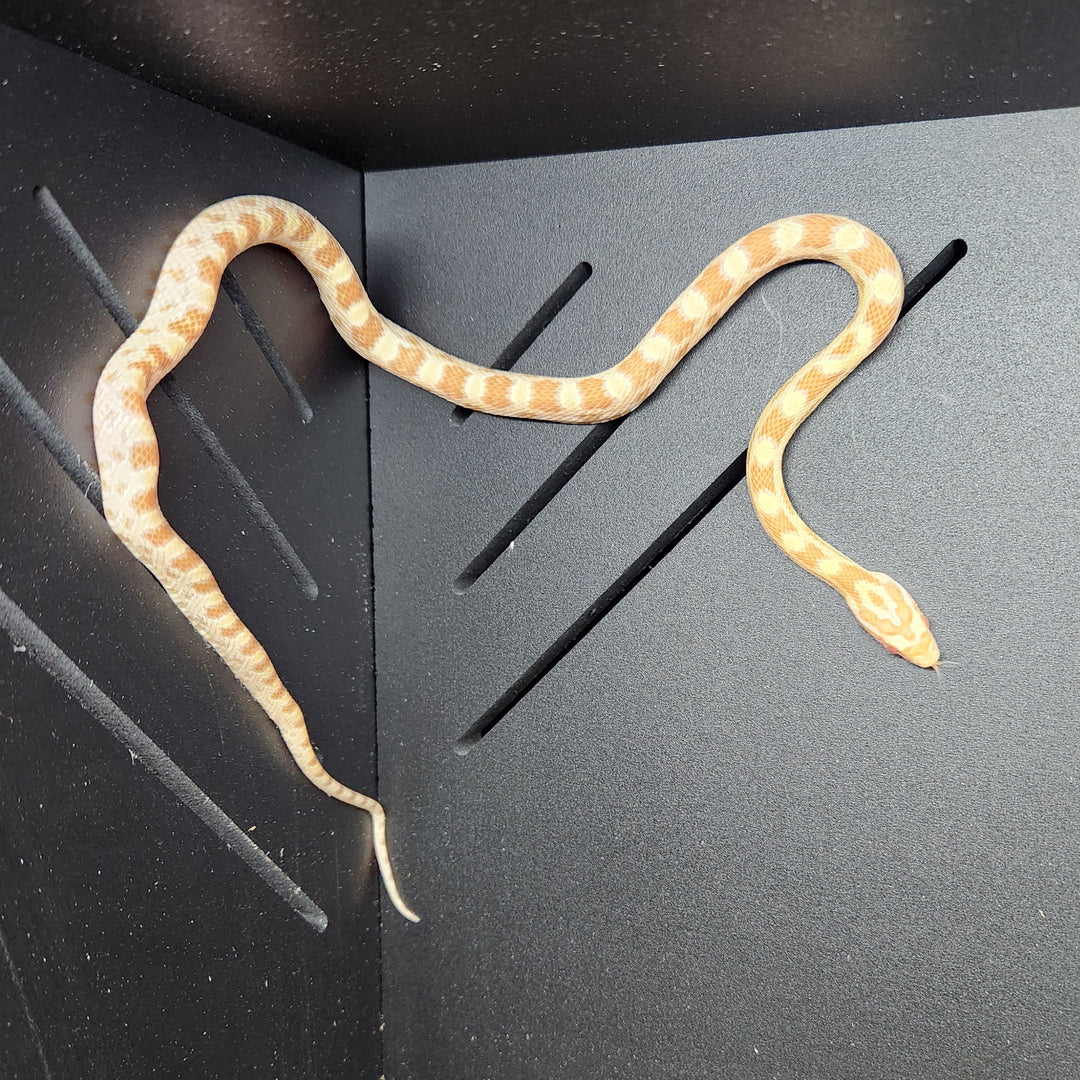 Pantherophis guttatus (Corn Snake) 'Butter' CB 2024