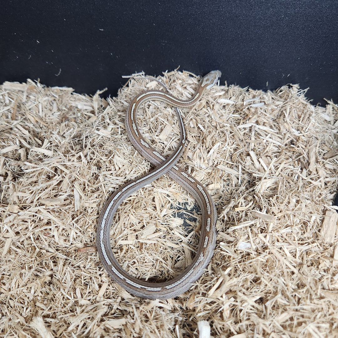 Pantherophis guttatus (Corn Snake) 'Caramel Tessera' CB 2024