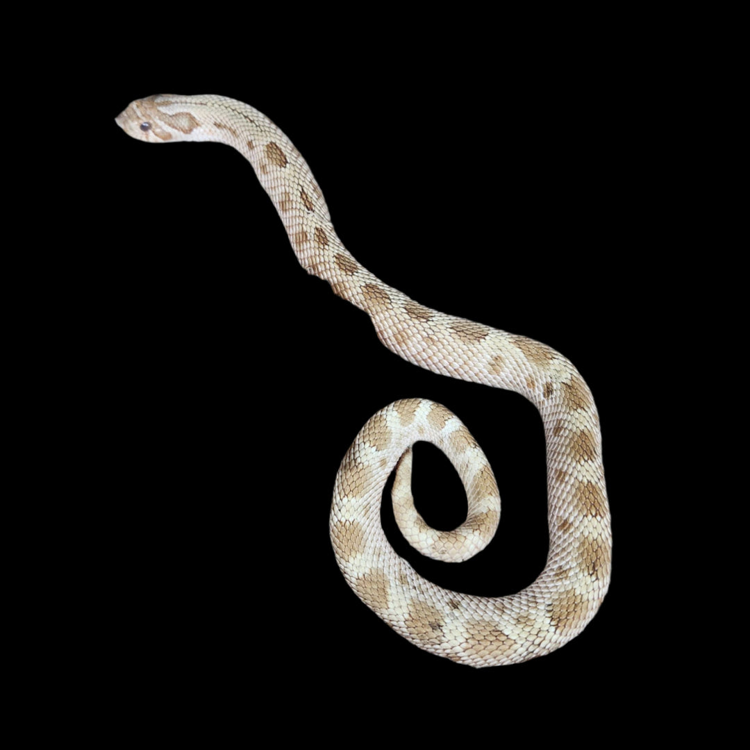 Heterodon nasicus (Hognose Snake) Toffee Conda Het Sable MALE