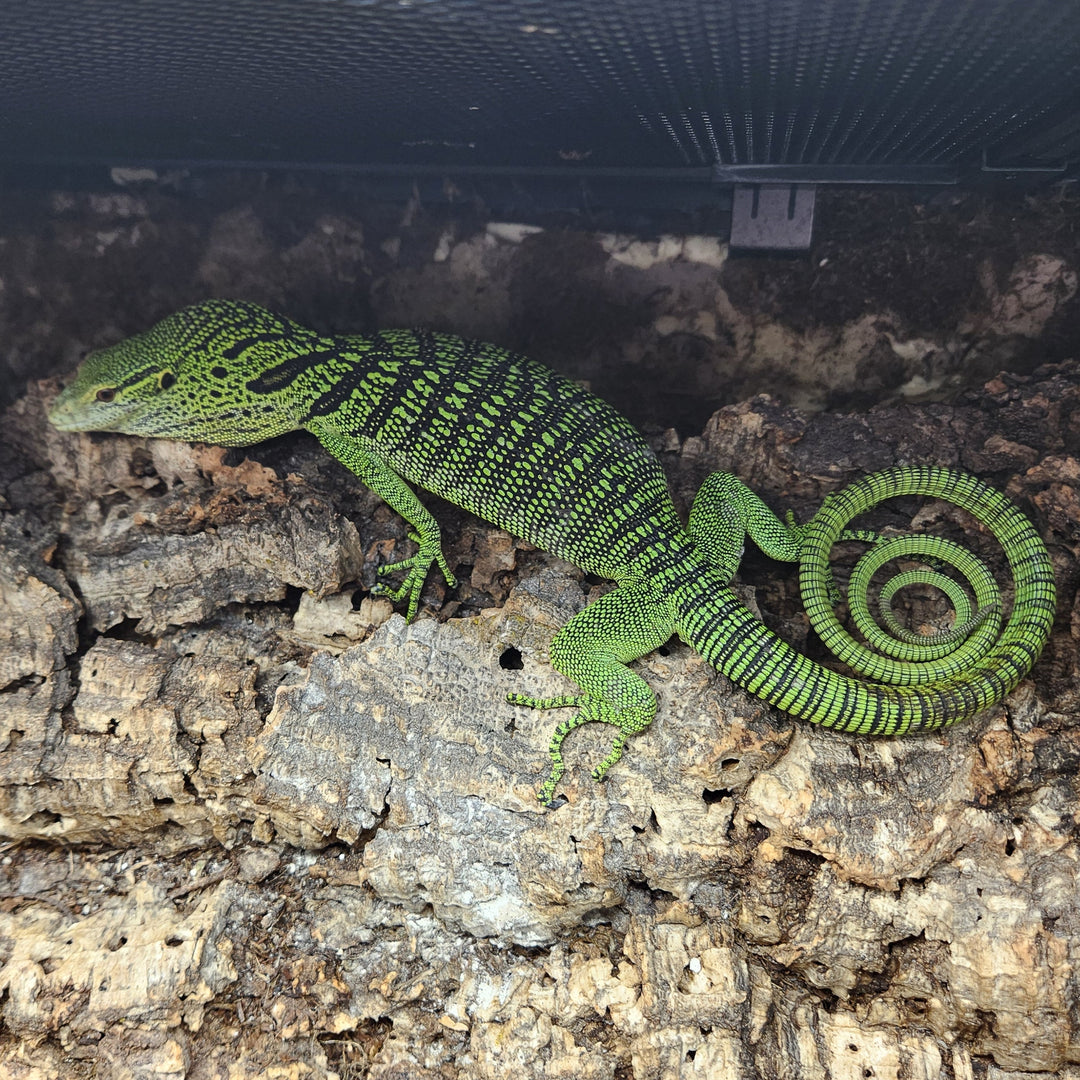 Varanus reisingeri (Yellow Tree Monitor) 24" FEMALE