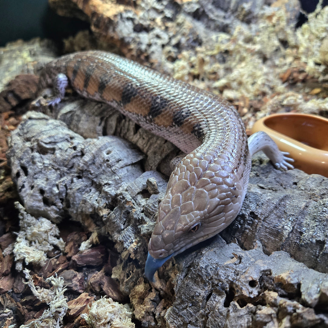 Tiliqua scincoides (Northern Blue-Tongue Skink) Adult