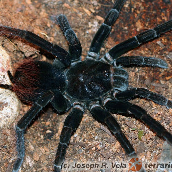 Pamphobeteus cf antinous 'Big Black' (Big Black Birdeater) 3" MALE