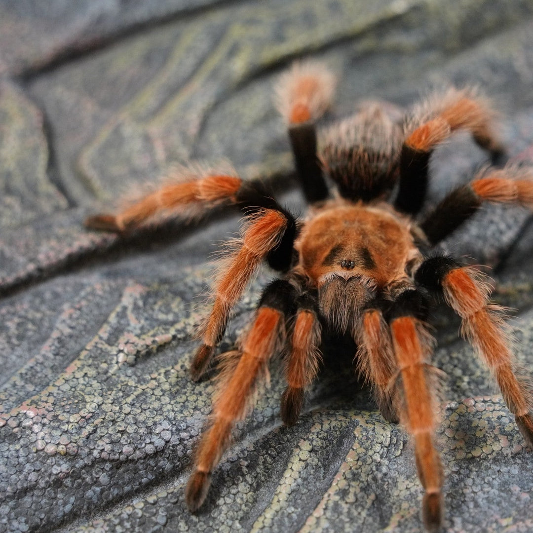 Brachypelma boehmei (Mexican Fire Leg) 0.375" | 1" | 5" FEMALE