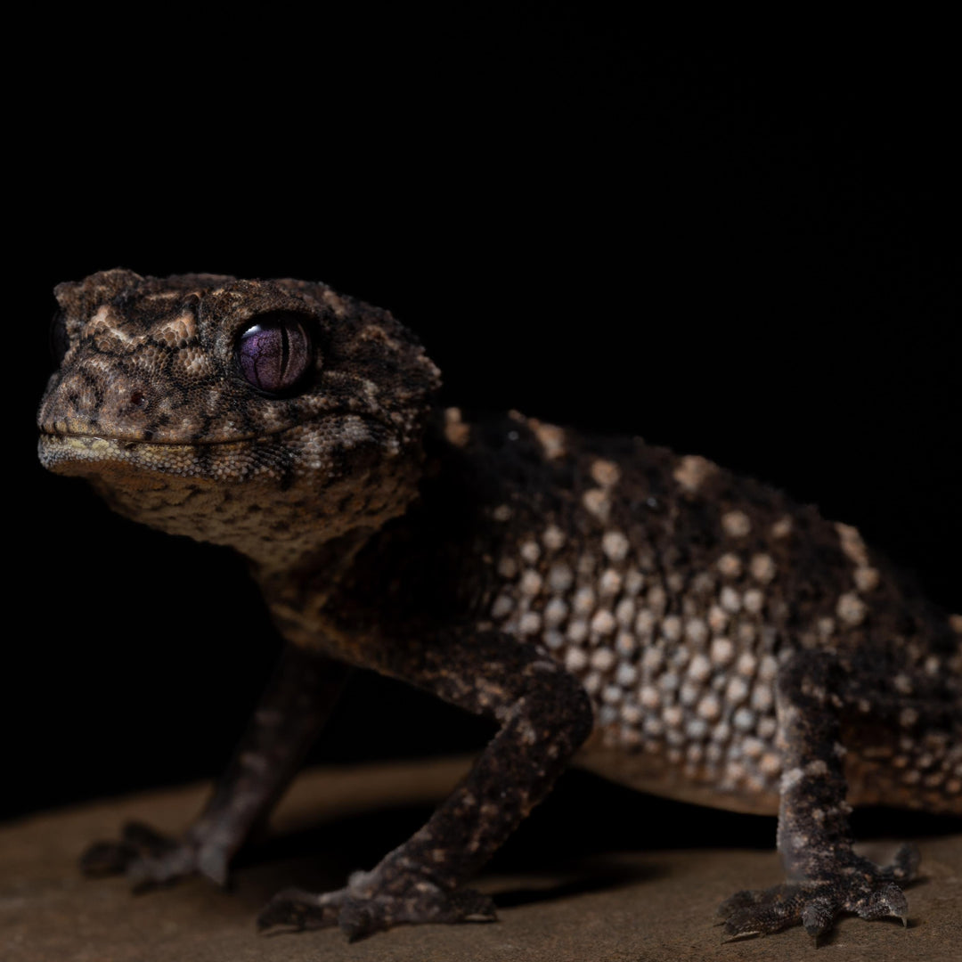 Nephrurus asper (Rough Knob Tail Gecko) PAIR
