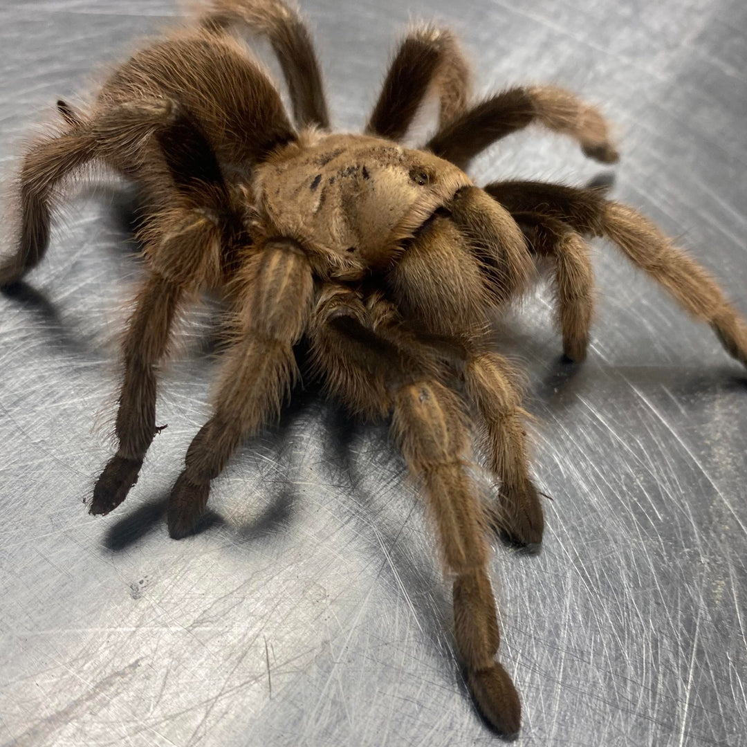 Aphonopelma chalcodes (Arizona Blonde) 2" | 3-4" MALE | 3-4" FEMALE