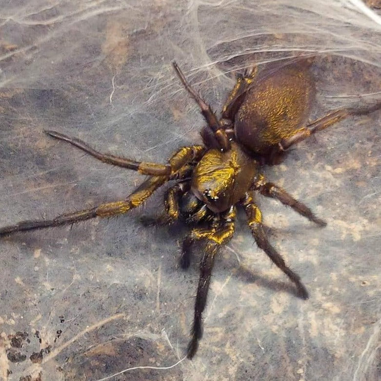 Fufius sp 'Gold' (Golden Trap Door Spider) 0.125"