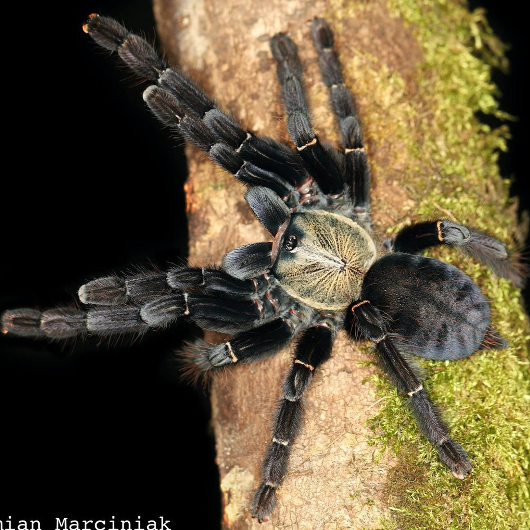 Phormingochilus pennellhewlettorum (Jaman's Tree Tiger) 0.75"