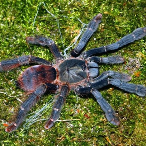 Amazonius burgessi (Ghost Tree Spider) 0.5"