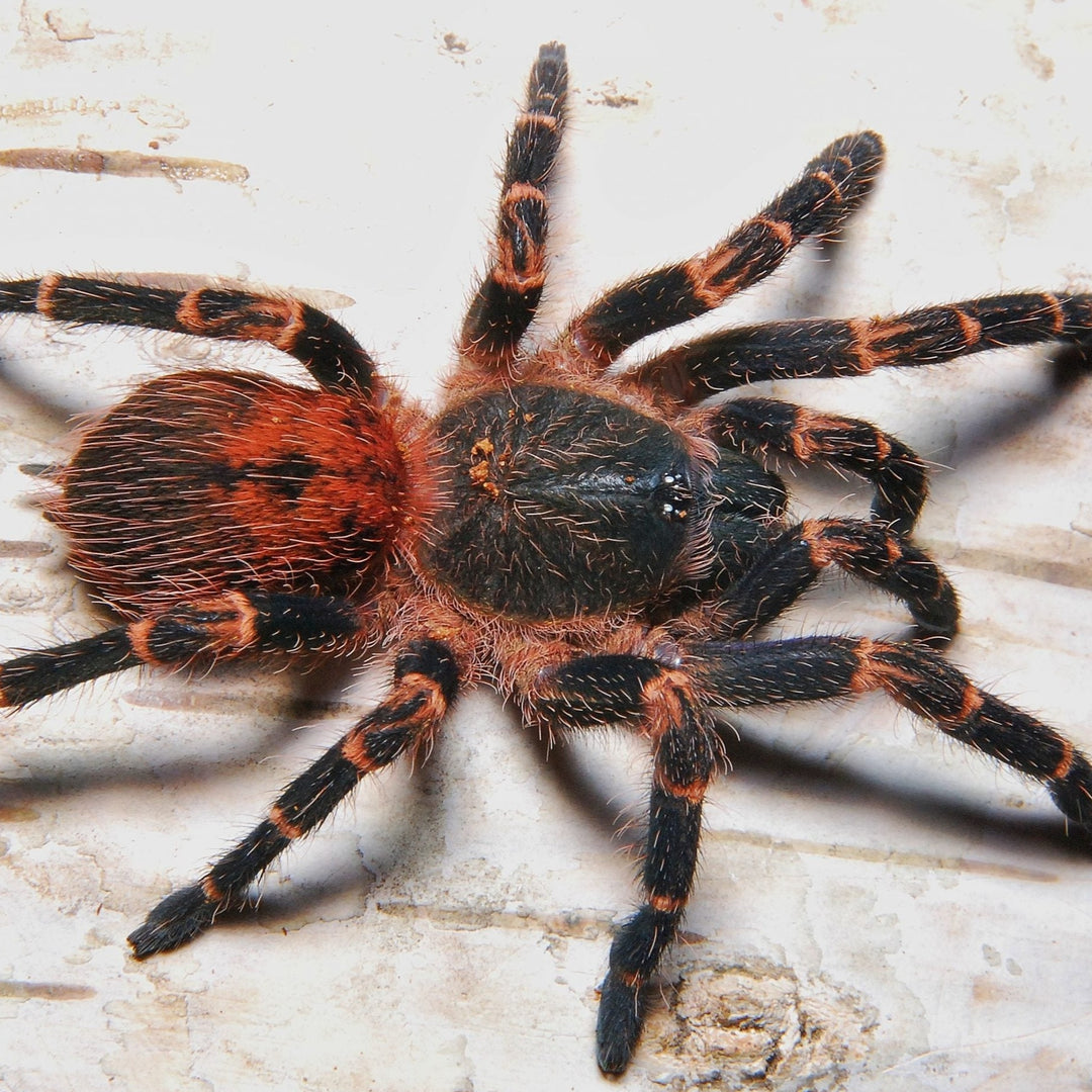 Neischnocolus sp 'Panama' (Gold Banded Sunburst) 0.25"