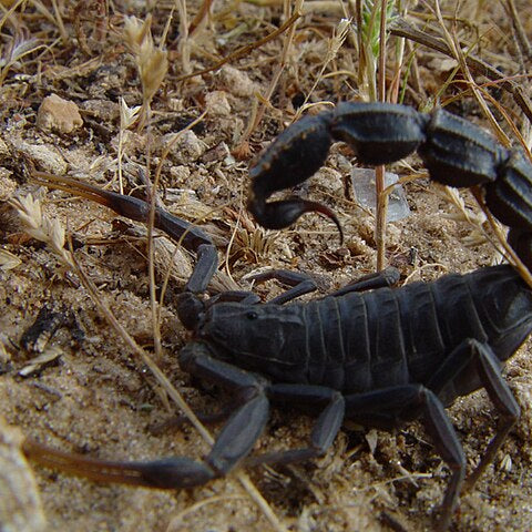 Androctonus bicolor (Black Fat-Tail Scorpion) 0.5"