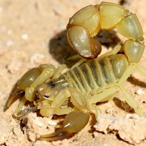 Androctonus australis (Yellow Fat Tail) 2-3"