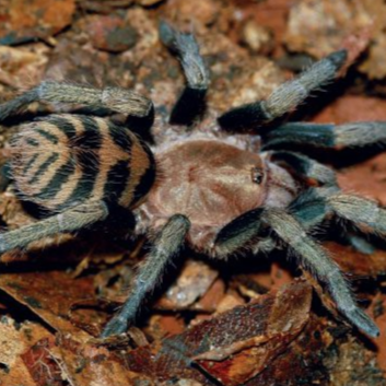Anqasha picta (Anqasha Tiger Rump) 0.25"