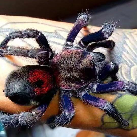 Antikuna sp 'Fenix' (Andes Purple Flame) – Spider Shoppe