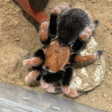 Aphonopelma bicoloratum (Mexican Bloodleg) 0.25" | 1.5-2" MALE | 2" FEM | 3" FEM