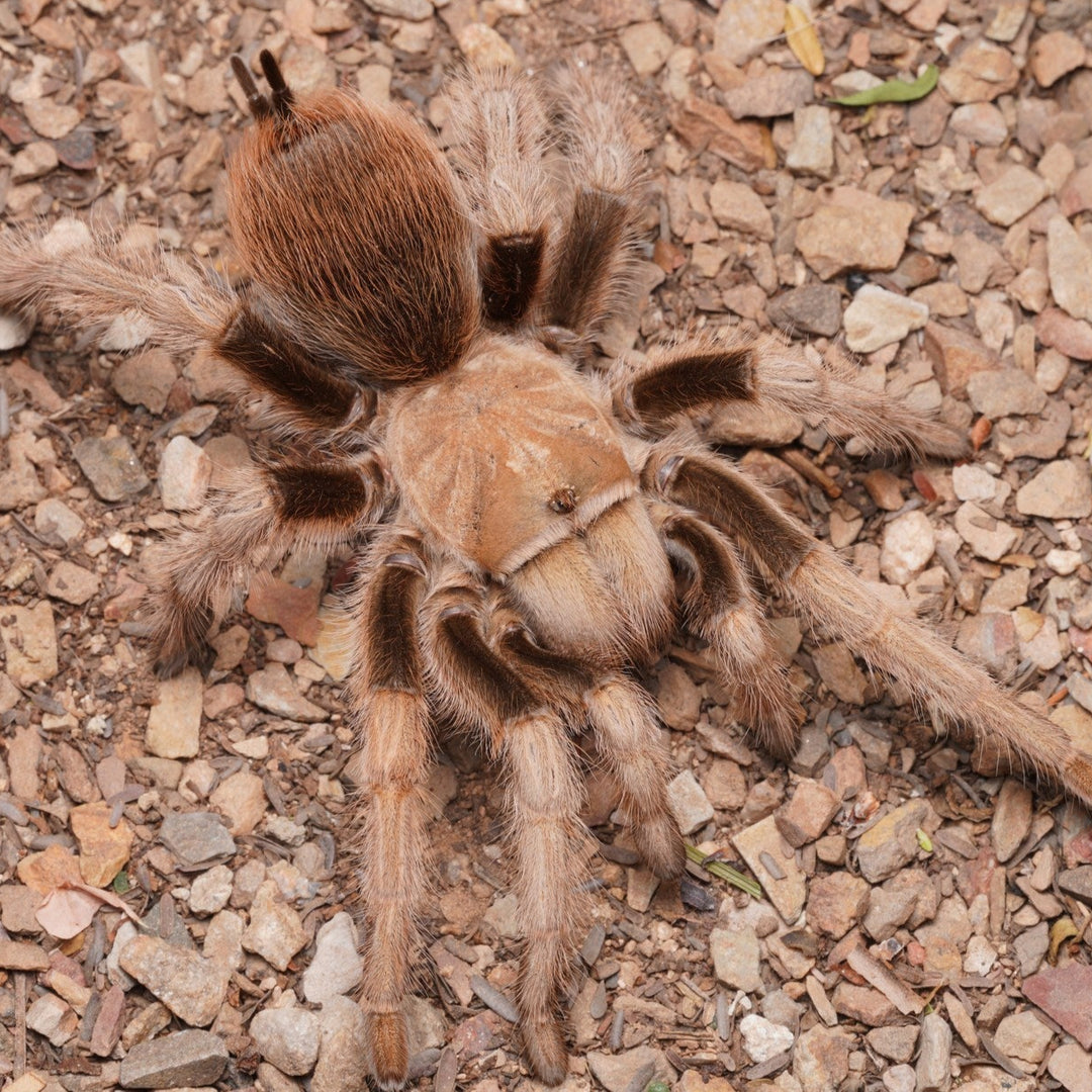 Aphonopelma chalcodes (Arizona Blonde) 0.25"