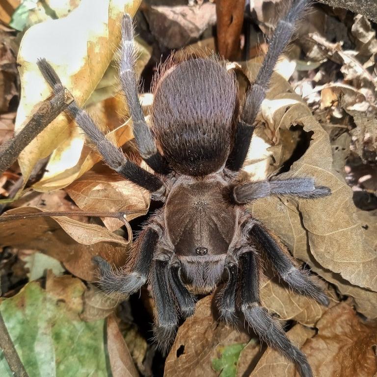 Aphonopelma crinirufum (Costa Rican Blue Front) 1.5"