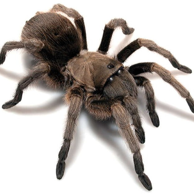 Aphonopelma gabeli (Chiricahuan Gray) 4" FEMALE