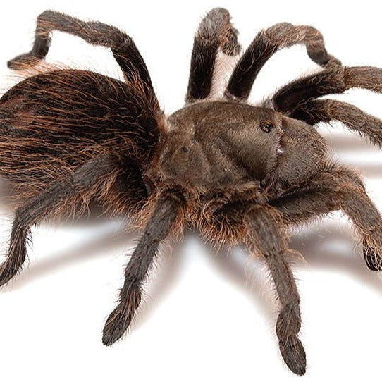 Aphonopelma madera (Madera Canyon) 3" PAIR