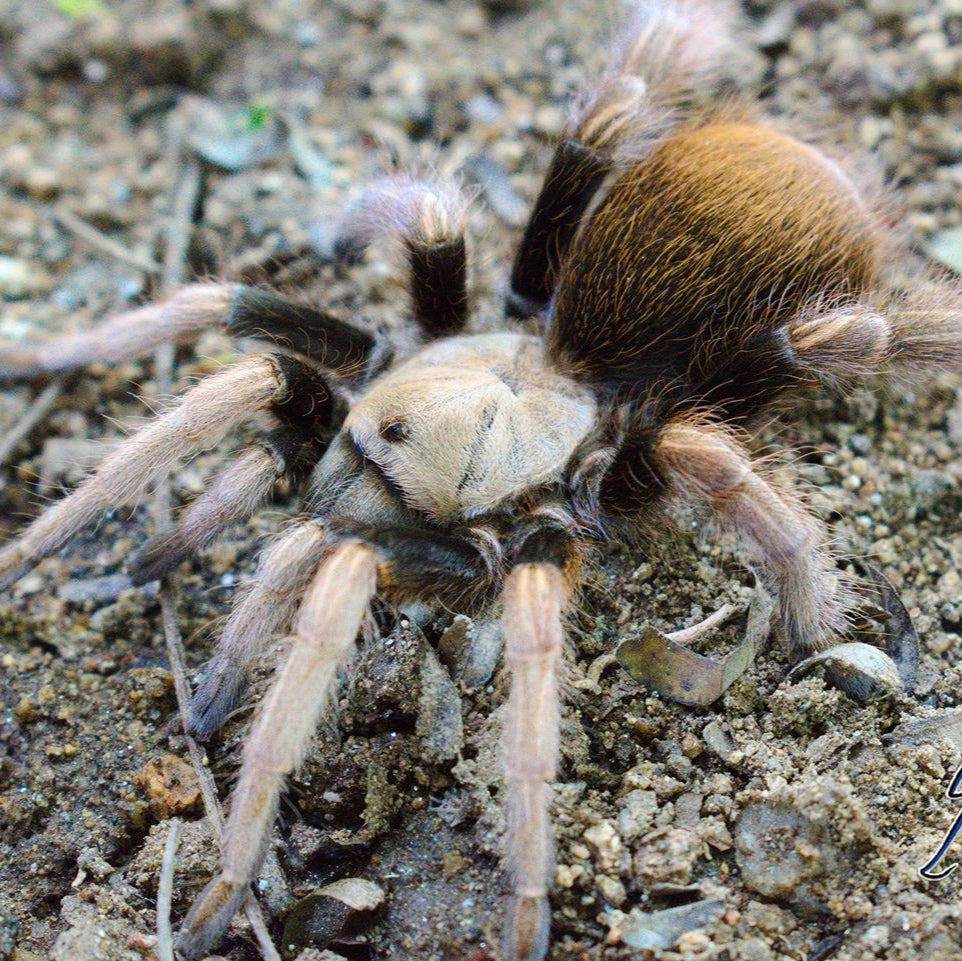 Aphonopelma sp 'Michoacan' (Michoacan Blonde) 4" FEMALE