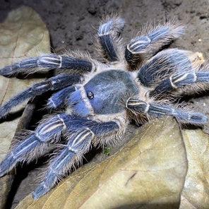 Aphonopelma seemani 'Blue' (Costa Rican Zebra Knee) 2" MALE | 2" FEMALE