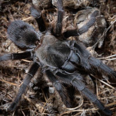 Aphonopelma steindachneri (Steindachner's Ebony) 0.25"