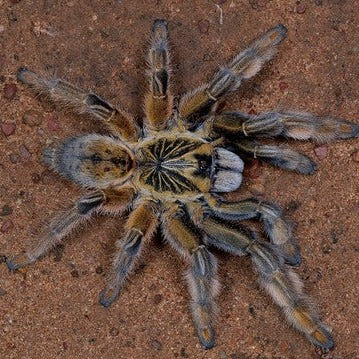 Augacephalus ezendami (Mozambique Golden Baboon) 0.5"