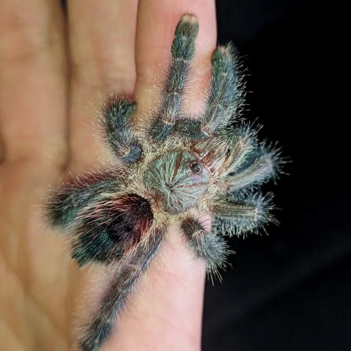 Avicularia sp 'Boa Vista' (Boa Vista Pink Toe) 0.75"