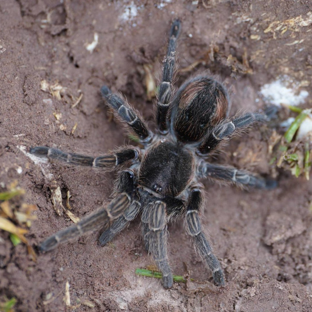 Bistriopelma matsukai (Matuska's Tarantula) 2" PAIR
