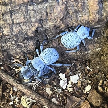 Asbolus verrucosus (Blue Death-Feigning Beetle) 5x
