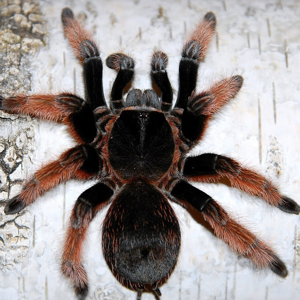 Brachypelma Klassi (Mexican Pink) 3" FEMALE – Spider Shoppe