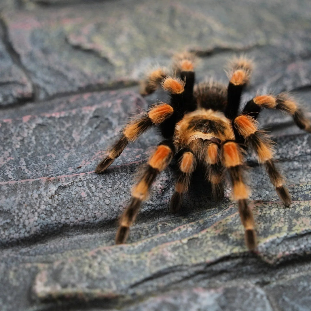 Brachypelma smithi (Giant Mexican Red Knee) 5" FEMALE