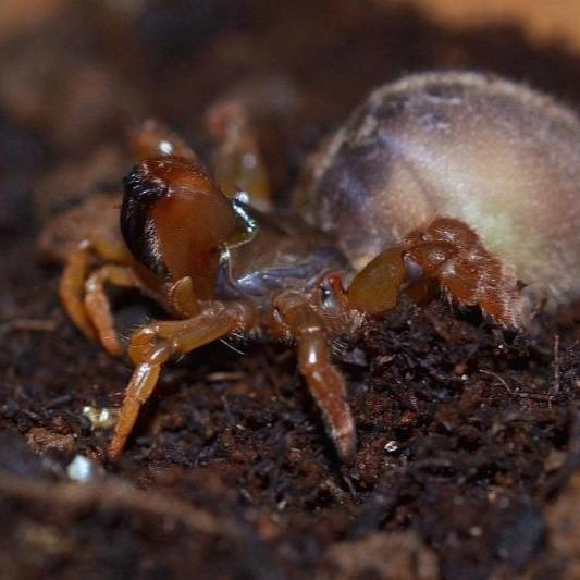 Calommata signata (Orange Purseweb) 1"