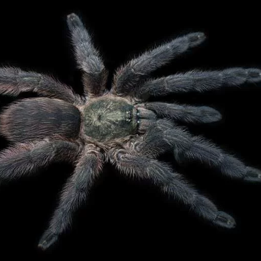Tapinauchenius polybotes (St. Lucia Giant Tappy) 0.5"
