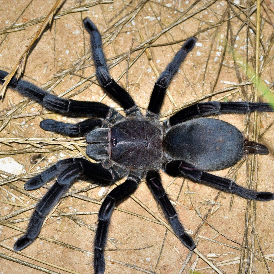 Chilobrachys dyscolus 'Black' (Dark Earth Tiger) 0.5"
