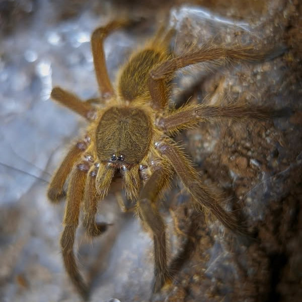 Chilobrachys sp 'Sai Yok' (Sai Yok Gold) 0.75"