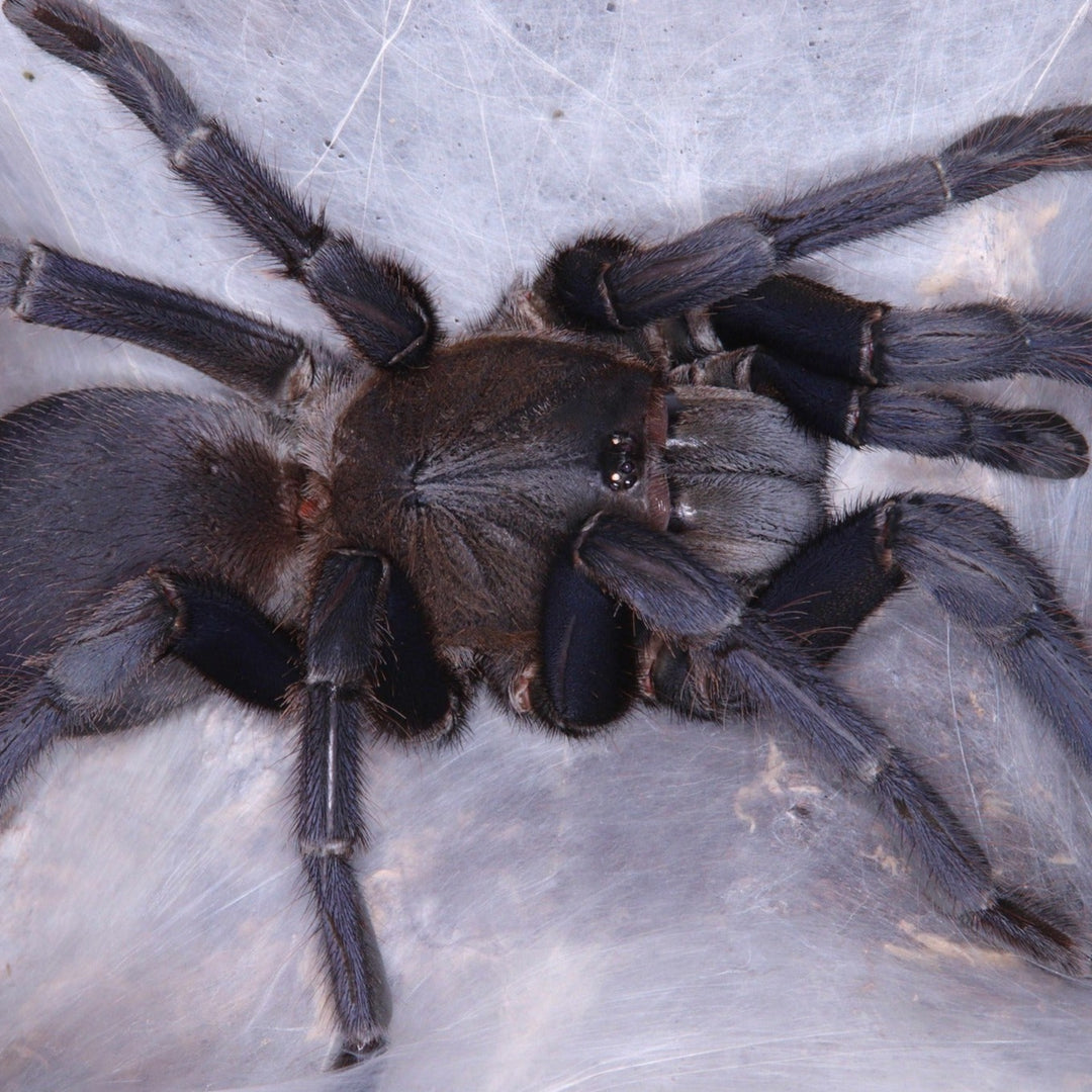 Chilobrachys sp 'Saraburi' (Saraburi Earth Tiger) 0.75"