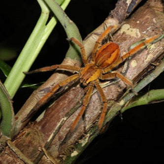 Cupiennius getazi (Spot-Legged Bromeliad Spider) 0.25-0.5"