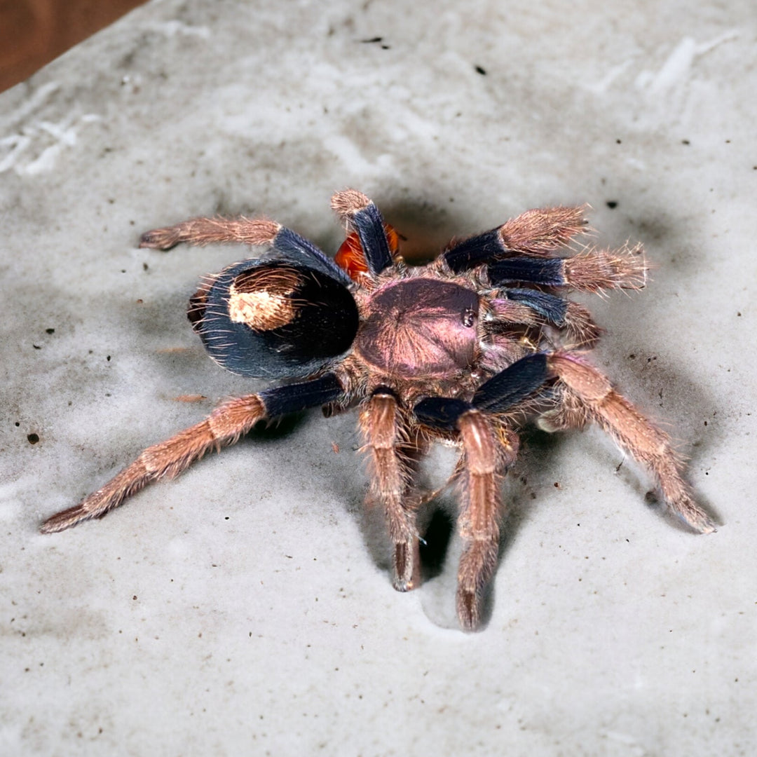 Cyriocosmus giganteus (Giant Dwarf) 0.75"